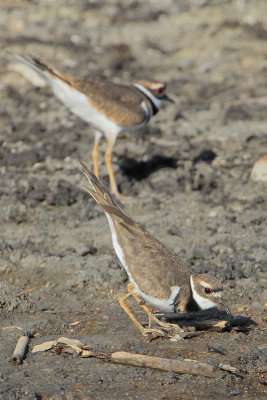 Killdeer