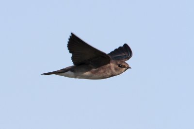 Northern Rough-winged Swallow