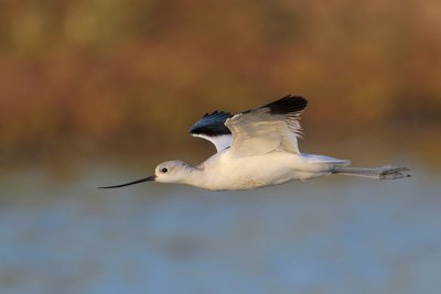 American Avocet