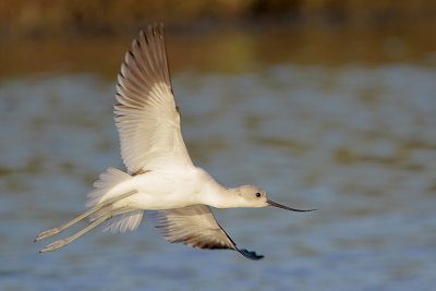 American Avocet