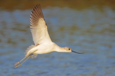 American Avocet