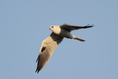 White-tailed Kite