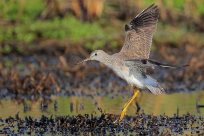 Greater Yellowlegs