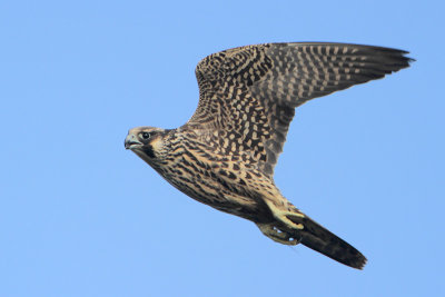 Peregrine Falcon