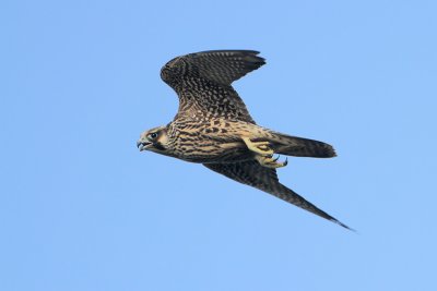 Peregrine Falcon