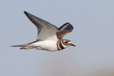 Killdeer