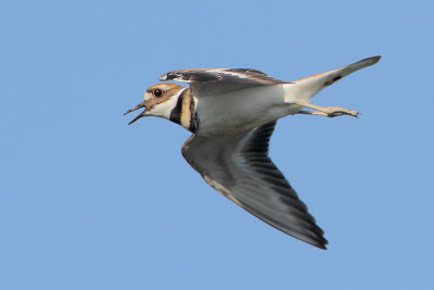 Killdeer