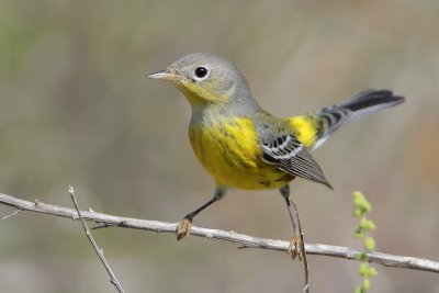 Magnolia Warbler