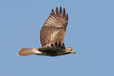 Red-tailed Hawk