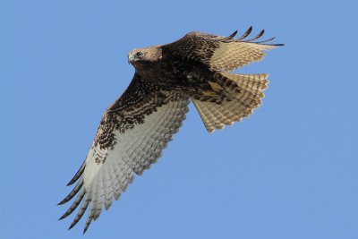 Red-tailed Hawk