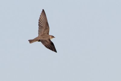 Northern Rough-winged Swallow