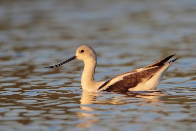 American Avocet