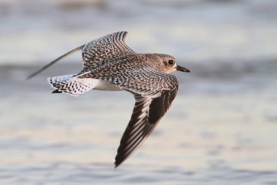 Black-bellied Plover