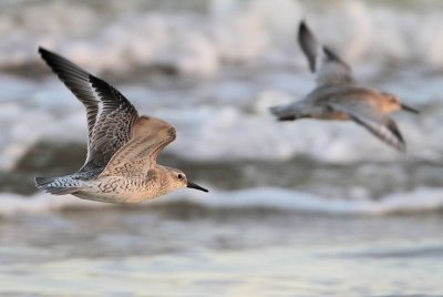 Red Knot