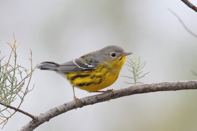 Magnolia Warbler