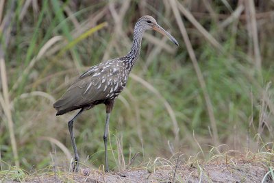 Limpkin