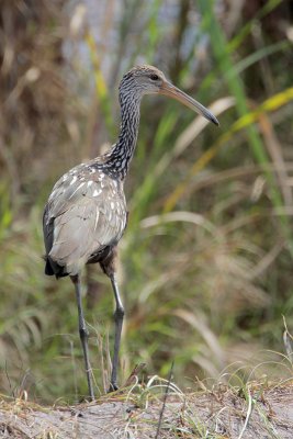 Limpkin