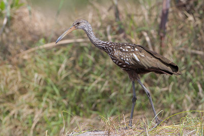 Limpkin