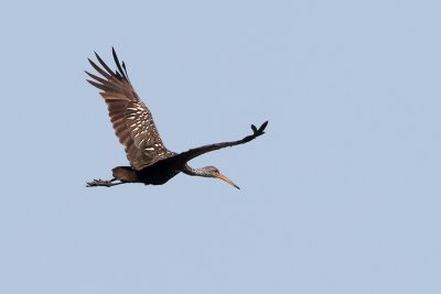 Limpkin