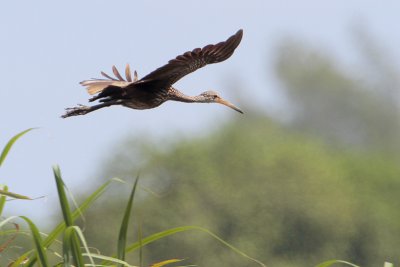 Limpkin