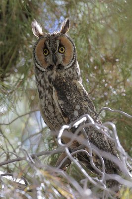 Long-eared Owl