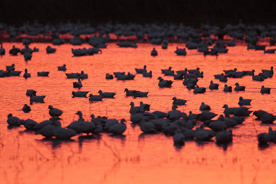 Snow Goose