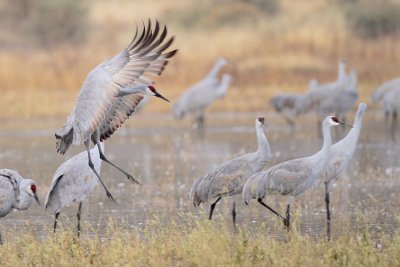 Sandhill Crane