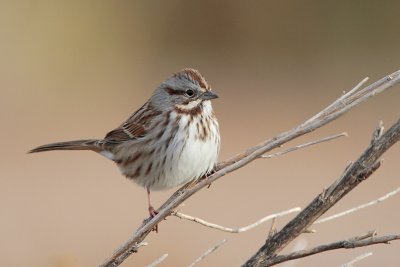 Song Sparrow