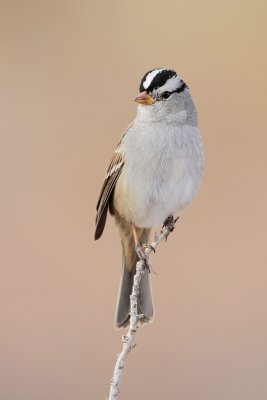 White-crowned Sparrow