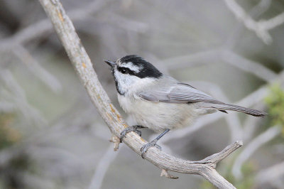 Mountain Chickadee