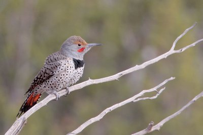 Northern Flicker