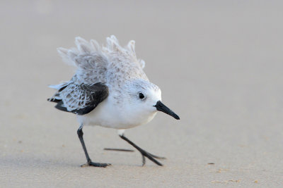 Sanderling