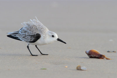 Sanderling