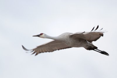 Sandhill Crane