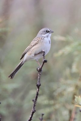 Sage Sparrow