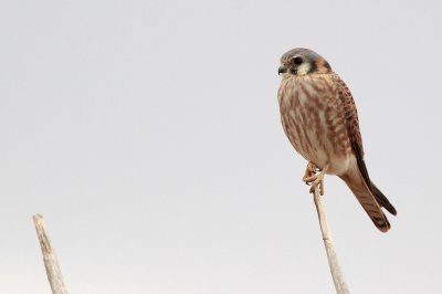 American Kestrel