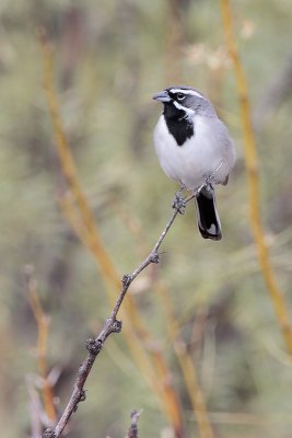 Black-throated Sparrow