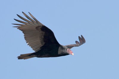 Turkey Vulture