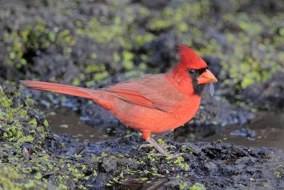 Northern Cardinal