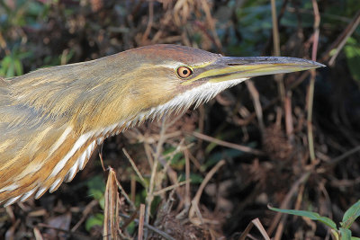 American Bittern