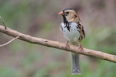 Harris's Sparrow