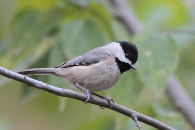 Carolina Chickadee