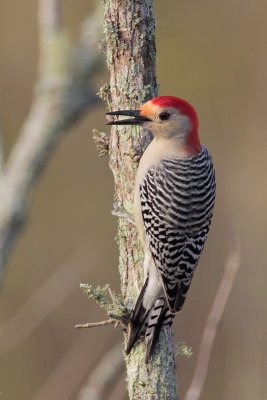 Red-bellied Woodpecker