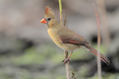 Northern Cardinal