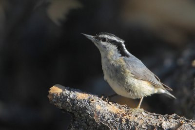 Red-breasted Nuthatch