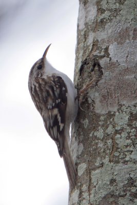 Brown Creeper