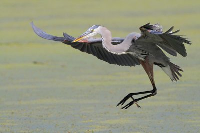 Great Blue Heron