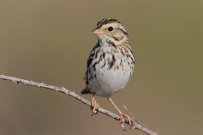 Savannah Sparrow