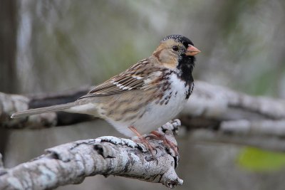 Harris's Sparrow