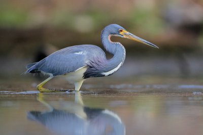 Tricolored Heron